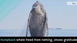 Holy-Kaw-Josh-s-copy7-744x420