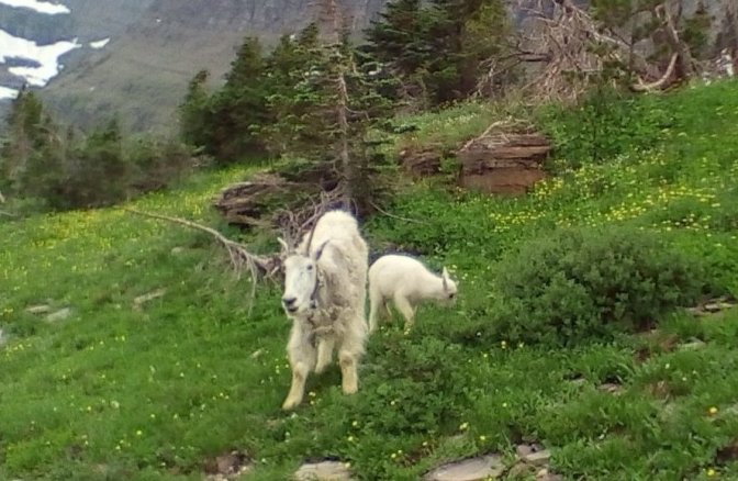 Mountain Goats macro